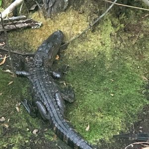 Meet your Posher, Rose